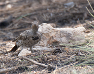 Northern Flicker 2460